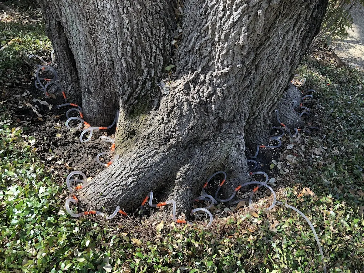 Detailed Tree Cabling and Bracing job site in Stella