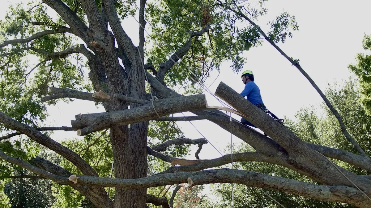 Professional Hazardous Tree Removal performed by certified arborists in Stella