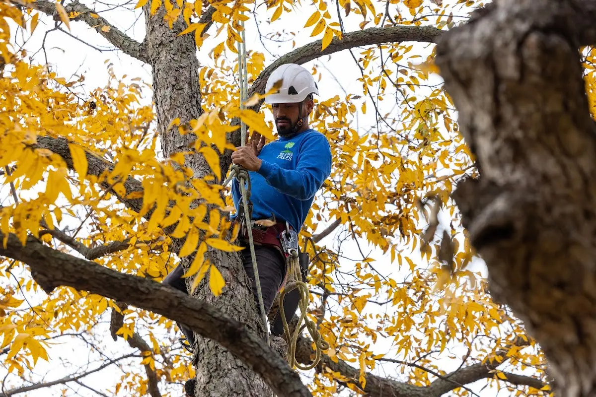 Skilled Tree Transplanting crew working in Stella